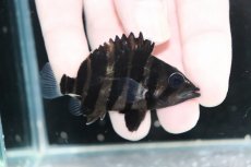 画像2: 【決算セール クーポンご利用で更に10％OFF対象商品】【淡水魚】【通販】No10 パーフェクトバンド スマトラタイガーダトニオ パレンバン産 ワイルド【個体販売】(±6cm)(生体)(熱帯魚)NKO (2)