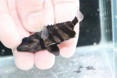 画像3: 【決算セール クーポンご利用で更に10％OFF対象商品】【淡水魚】【通販】No10 パーフェクトバンド スマトラタイガーダトニオ パレンバン産 ワイルド【個体販売】(±6cm)(生体)(熱帯魚)NKO (3)