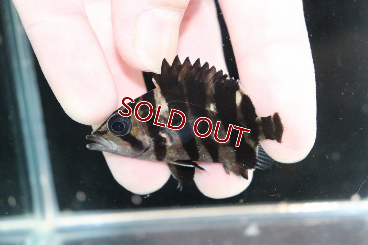 画像1: 【淡水魚】【通販】No11 パーフェクトバンド スマトラタイガーダトニオ パレンバン産 ワイルド【個体販売】(±5.5cm(生体)(熱帯魚)NKO (1)