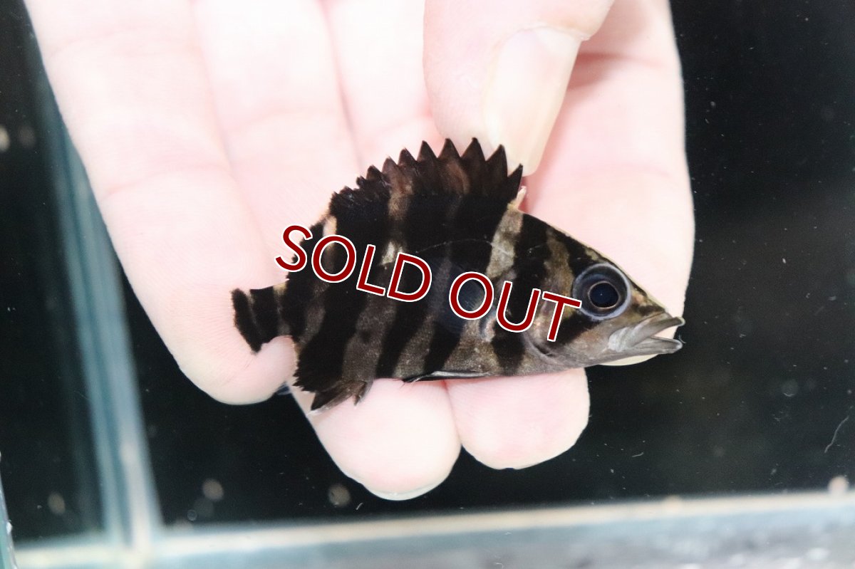 画像2: 【淡水魚】【通販】No11 パーフェクトバンド スマトラタイガーダトニオ パレンバン産 ワイルド【個体販売】(±5.5cm(生体)(熱帯魚)NKO (2)