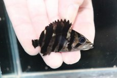 画像2: 【決算セール クーポンご利用で更に10％OFF対象商品】【淡水魚】【通販】No11 パーフェクトバンド スマトラタイガーダトニオ パレンバン産 ワイルド【個体販売】(±5.5cm(生体)(熱帯魚)NKO (2)