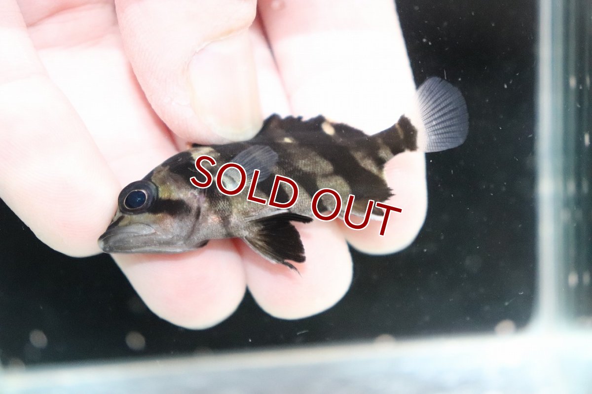 画像3: 【淡水魚】【通販】No11 パーフェクトバンド スマトラタイガーダトニオ パレンバン産 ワイルド【個体販売】(±5.5cm(生体)(熱帯魚)NKO (3)