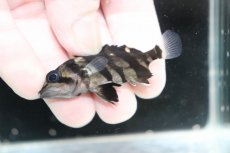 画像3: 【決算セール クーポンご利用で更に10％OFF対象商品】【淡水魚】【通販】No11 パーフェクトバンド スマトラタイガーダトニオ パレンバン産 ワイルド【個体販売】(±5.5cm(生体)(熱帯魚)NKO (3)