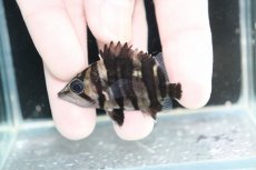 画像1: 【決算セール クーポンご利用で更に10％OFF対象商品】【淡水魚】【通販】No12 パーフェクトバンド スマトラタイガーダトニオ パレンバン産 ワイルド【個体販売】(±5.5cm(生体)(熱帯魚)NKO (1)