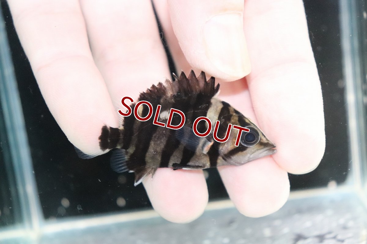 画像2: 【決算セール クーポンご利用で更に10％OFF対象商品】【淡水魚】【通販】No12 パーフェクトバンド スマトラタイガーダトニオ パレンバン産 ワイルド【個体販売】(±5.5cm(生体)(熱帯魚)NKO (2)