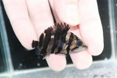 画像2: 【決算セール クーポンご利用で更に10％OFF対象商品】【淡水魚】【通販】No12 パーフェクトバンド スマトラタイガーダトニオ パレンバン産 ワイルド【個体販売】(±5.5cm(生体)(熱帯魚)NKO (2)