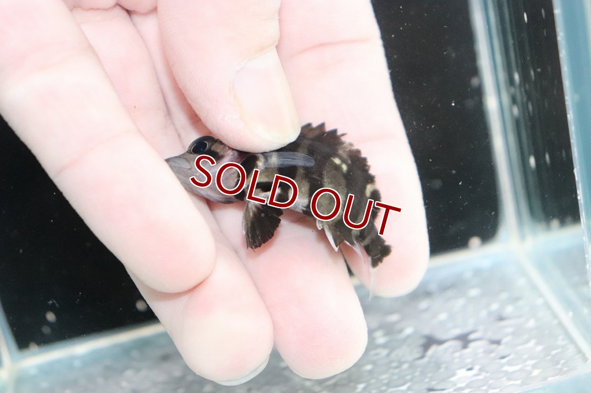 画像3: 【決算セール クーポンご利用で更に10％OFF対象商品】【淡水魚】【通販】No12 パーフェクトバンド スマトラタイガーダトニオ パレンバン産 ワイルド【個体販売】(±5.5cm(生体)(熱帯魚)NKO (3)