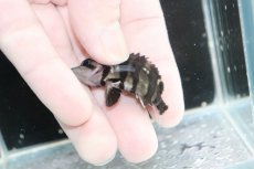 画像3: 【決算セール クーポンご利用で更に10％OFF対象商品】【淡水魚】【通販】No12 パーフェクトバンド スマトラタイガーダトニオ パレンバン産 ワイルド【個体販売】(±5.5cm(生体)(熱帯魚)NKO (3)