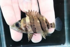 画像1: 【決算セール クーポンご利用で更に10％OFF対象商品】【淡水魚】【通販】完品極上個体 No1  ダトニオリアルバンド ワイルド【個体販売】(±7cm)(大型魚)(生体)(熱帯魚)NKO (1)