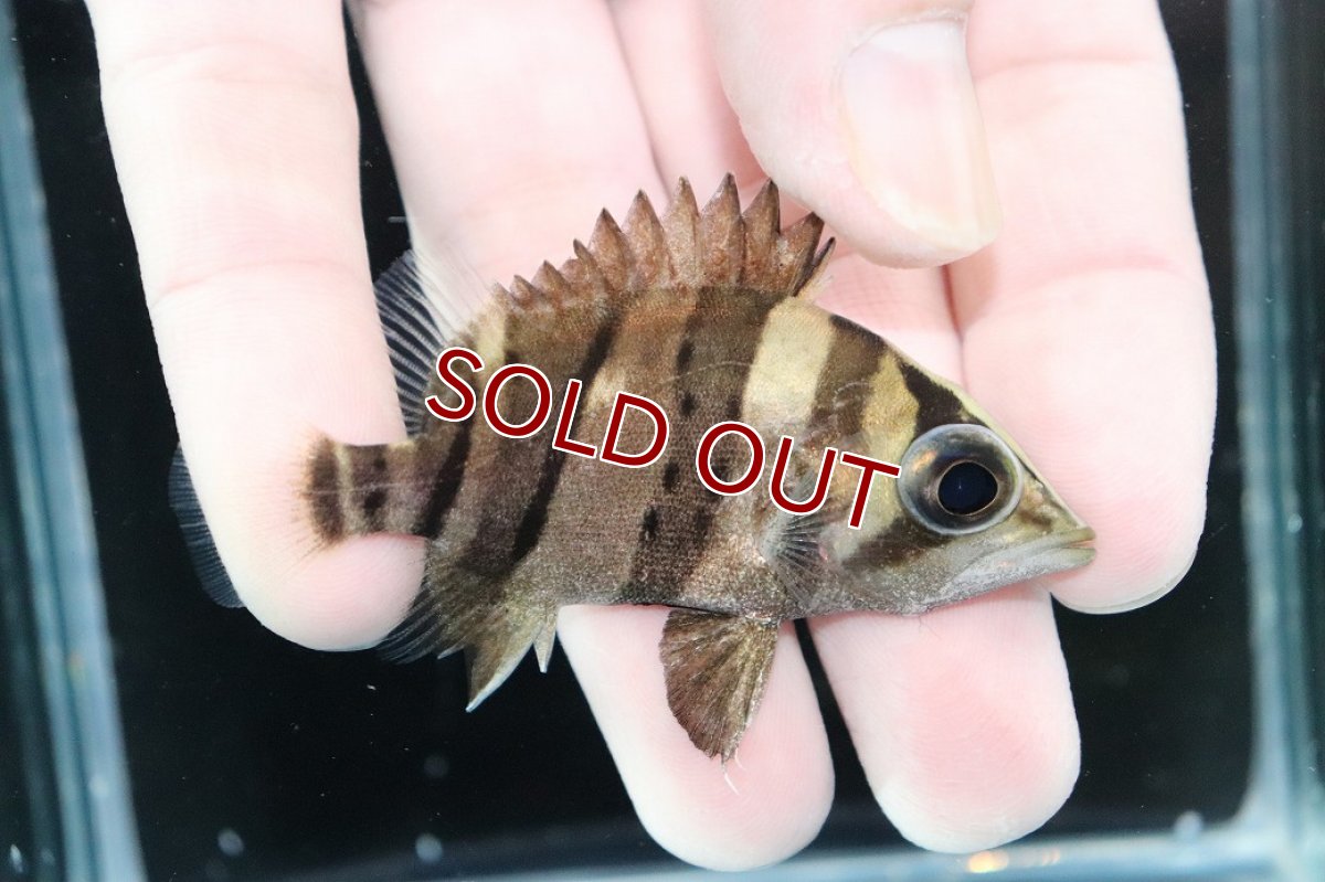 画像2: 【淡水魚】【通販】完品極上個体 No1  ダトニオリアルバンド ワイルド【個体販売】(±7cm)(大型魚)(生体)(熱帯魚)NKO (2)