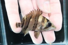 画像2: 【決算セール クーポンご利用で更に10％OFF対象商品】【淡水魚】【通販】完品極上個体 No1  ダトニオリアルバンド ワイルド【個体販売】(±7cm)(大型魚)(生体)(熱帯魚)NKO (2)