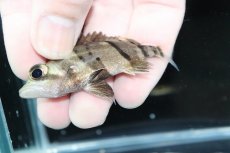 画像3: 【決算セール クーポンご利用で更に10％OFF対象商品】【淡水魚】【通販】完品極上個体 No1  ダトニオリアルバンド ワイルド【個体販売】(±7cm)(大型魚)(生体)(熱帯魚)NKO (3)