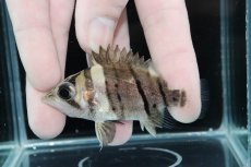 画像1: 【決算セール クーポンご利用で更に10％OFF対象商品】【淡水魚】【通販】完品極上個体 No2  ダトニオリアルバンド ワイルド【個体販売】(±7cm)(大型魚)(生体)(熱帯魚)NKO (1)