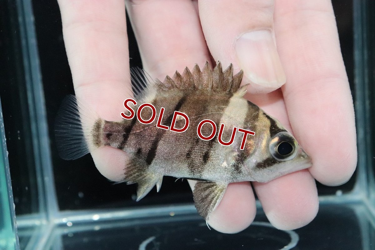 画像2: 【淡水魚】【通販】完品極上個体 No2  ダトニオリアルバンド ワイルド【個体販売】(±7cm)(大型魚)(生体)(熱帯魚)NKO (2)