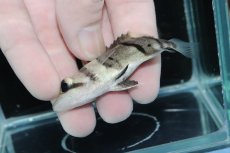 画像3: 【決算セール クーポンご利用で更に10％OFF対象商品】【淡水魚】【通販】完品極上個体 No2  ダトニオリアルバンド ワイルド【個体販売】(±7cm)(大型魚)(生体)(熱帯魚)NKO (3)