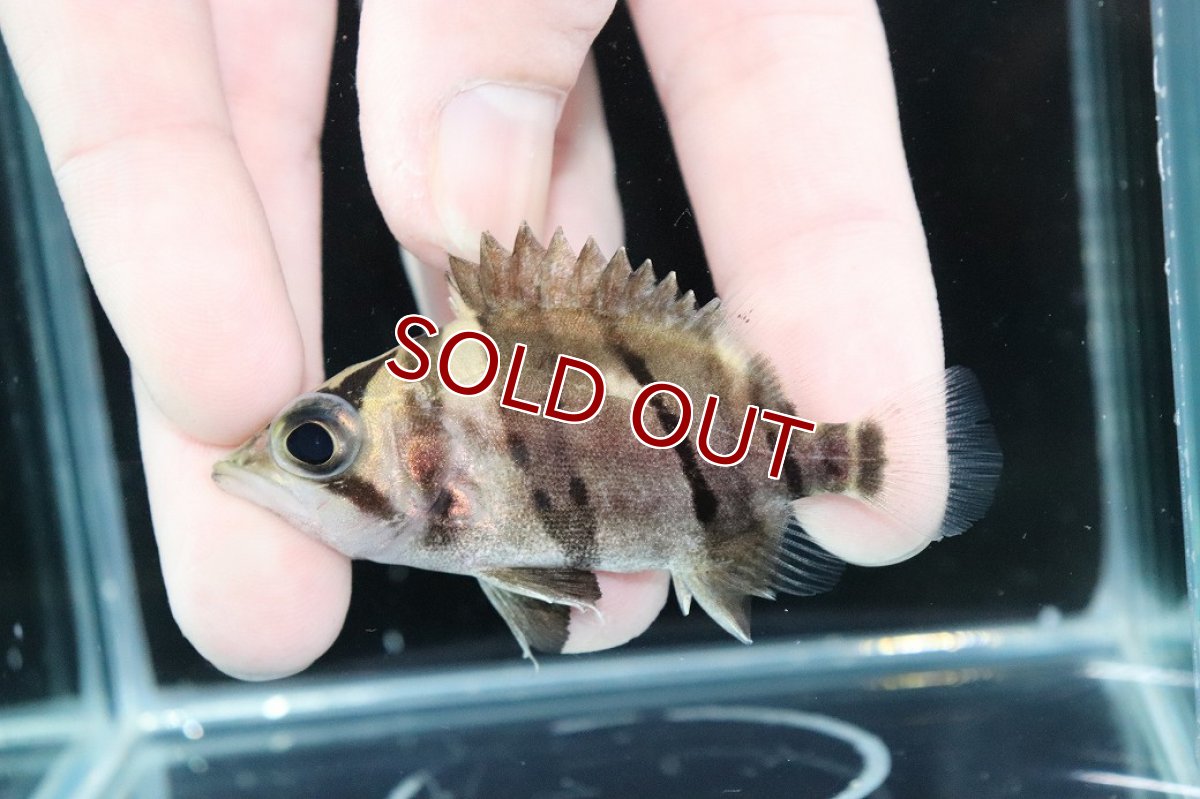 画像1: 【淡水魚】【通販】完品極上個体 No3  ダトニオリアルバンド ワイルド【個体販売】(±7cm)(大型魚)(生体)(熱帯魚)NKO (1)