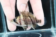 画像1: 【決算セール クーポンご利用で更に10％OFF対象商品】【淡水魚】【通販】完品極上個体 No3  ダトニオリアルバンド ワイルド【個体販売】(±7cm)(大型魚)(生体)(熱帯魚)NKO (1)