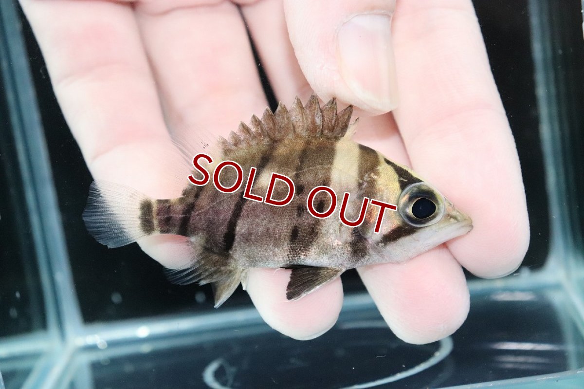画像2: 【淡水魚】【通販】完品極上個体 No3  ダトニオリアルバンド ワイルド【個体販売】(±7cm)(大型魚)(生体)(熱帯魚)NKO (2)