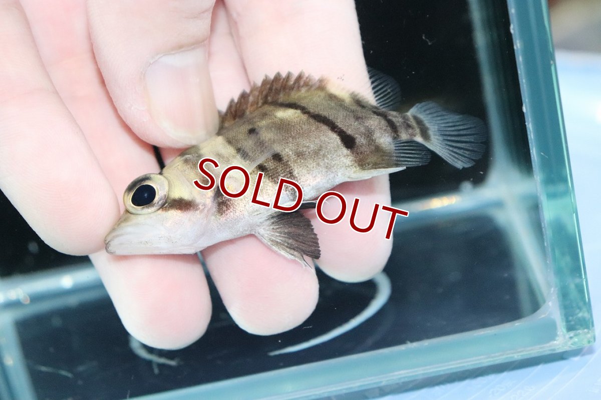 画像3: 【淡水魚】【通販】完品極上個体 No3  ダトニオリアルバンド ワイルド【個体販売】(±7cm)(大型魚)(生体)(熱帯魚)NKO (3)