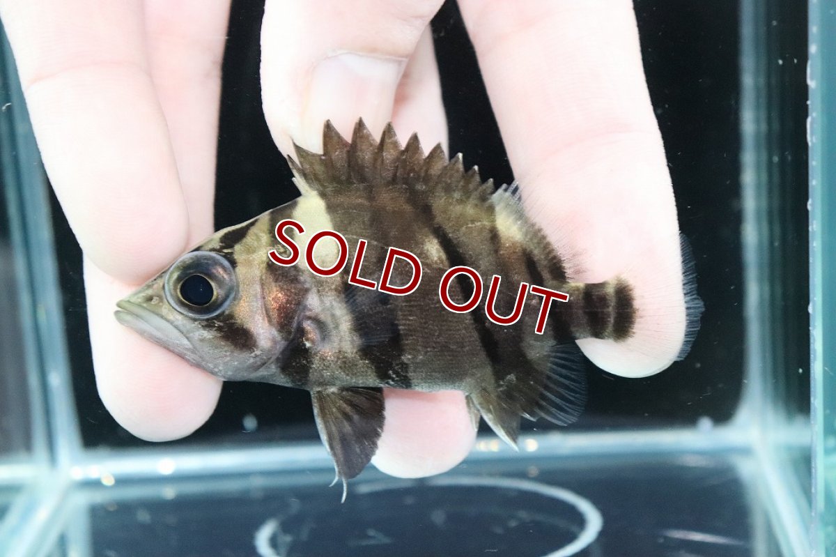 画像1: 【淡水魚】【通販】完品極上個体 No4  ダトニオリアルバンド ワイルド【個体販売】(±7.5cm)(大型魚)(生体)(熱帯魚)NKO (1)