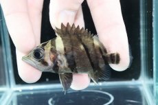 画像1: 【決算セール クーポンご利用で更に10％OFF対象商品】【淡水魚】【通販】完品極上個体 No4  ダトニオリアルバンド ワイルド【個体販売】(±7.5cm)(大型魚)(生体)(熱帯魚)NKO (1)