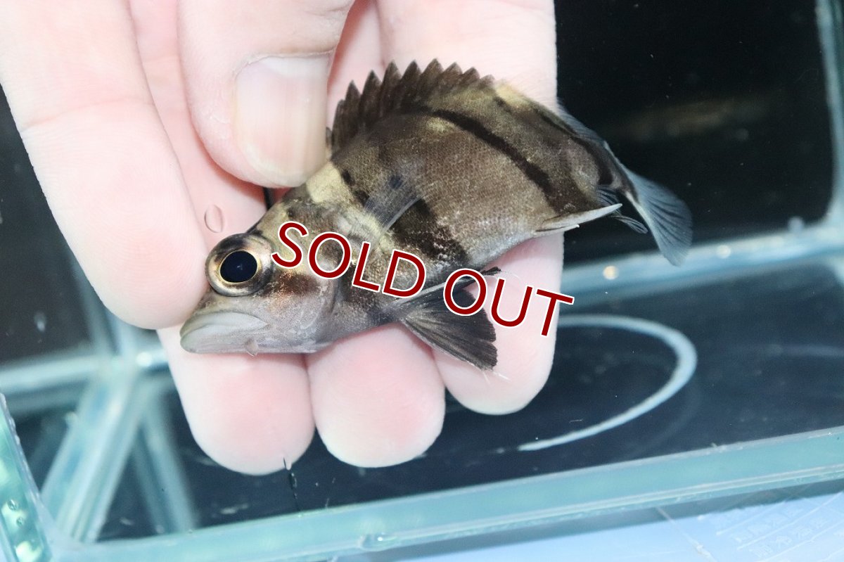 画像3: 【淡水魚】【通販】完品極上個体 No4  ダトニオリアルバンド ワイルド【個体販売】(±7.5cm)(大型魚)(生体)(熱帯魚)NKO (3)