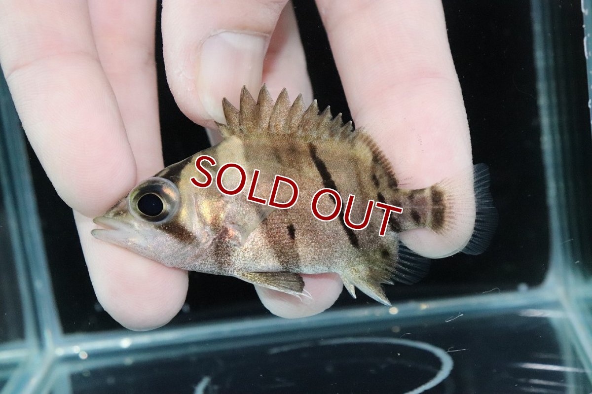 画像1: 【淡水魚】【通販】完品極上個体 No5  ダトニオリアルバンド ワイルド【個体販売】(±6.5cm)(大型魚)(生体)(熱帯魚)NKO (1)
