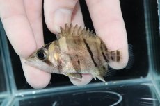 画像1: 【決算セール クーポンご利用で更に10％OFF対象商品】【淡水魚】【通販】完品極上個体 No5  ダトニオリアルバンド ワイルド【個体販売】(±6.5cm)(大型魚)(生体)(熱帯魚)NKO (1)