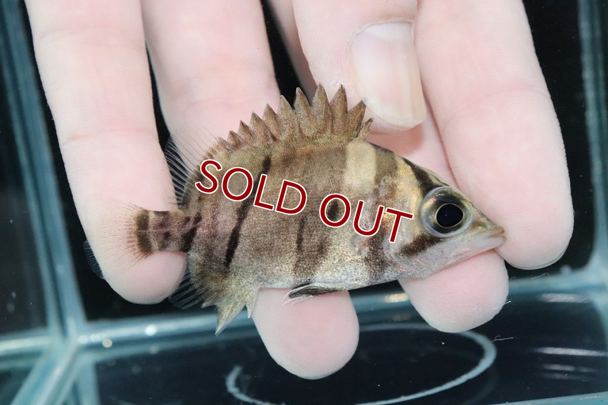 画像2: 【淡水魚】【通販】完品極上個体 No5  ダトニオリアルバンド ワイルド【個体販売】(±6.5cm)(大型魚)(生体)(熱帯魚)NKO (2)