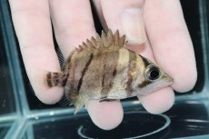 画像2: 【決算セール クーポンご利用で更に10％OFF対象商品】【淡水魚】【通販】完品極上個体 No5  ダトニオリアルバンド ワイルド【個体販売】(±6.5cm)(大型魚)(生体)(熱帯魚)NKO (2)