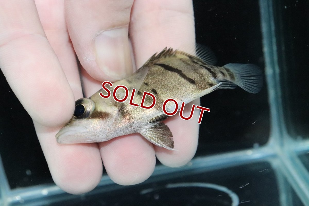 画像3: 【淡水魚】【通販】完品極上個体 No5  ダトニオリアルバンド ワイルド【個体販売】(±6.5cm)(大型魚)(生体)(熱帯魚)NKO (3)