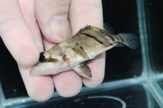 画像3: 【決算セール クーポンご利用で更に10％OFF対象商品】【淡水魚】【通販】完品極上個体 No5  ダトニオリアルバンド ワイルド【個体販売】(±6.5cm)(大型魚)(生体)(熱帯魚)NKO (3)