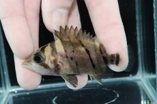 画像1: 【決算セール クーポンご利用で更に10％OFF対象商品】【淡水魚】【通販】完品極上個体 No6  ダトニオリアルバンド ワイルド【個体販売】(±7.5cm)(大型魚)(生体)(熱帯魚)NKO (1)