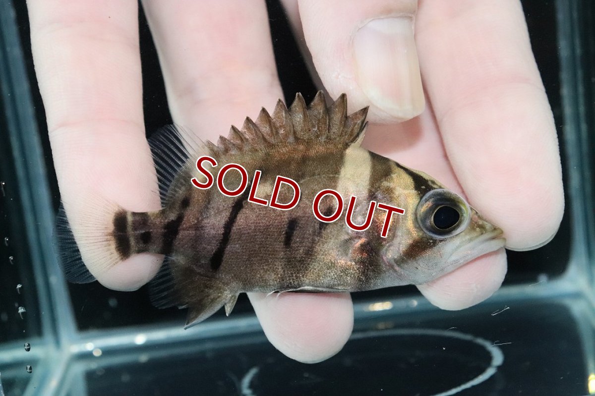 画像2: 【淡水魚】【通販】完品極上個体 No6  ダトニオリアルバンド ワイルド【個体販売】(±7.5cm)(大型魚)(生体)(熱帯魚)NKO (2)