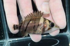 画像2: 【決算セール クーポンご利用で更に10％OFF対象商品】【淡水魚】【通販】完品極上個体 No6  ダトニオリアルバンド ワイルド【個体販売】(±7.5cm)(大型魚)(生体)(熱帯魚)NKO (2)