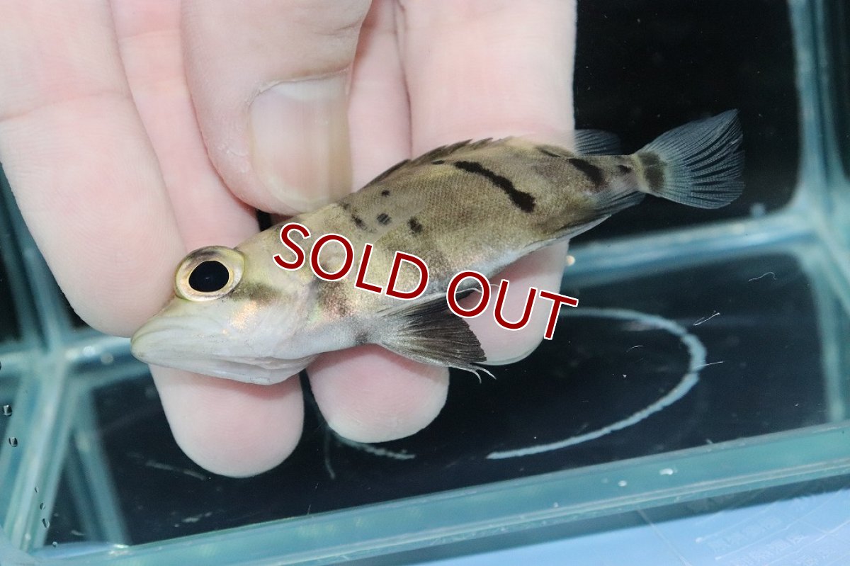 画像3: 【淡水魚】【通販】完品極上個体 No6  ダトニオリアルバンド ワイルド【個体販売】(±7.5cm)(大型魚)(生体)(熱帯魚)NKO (3)