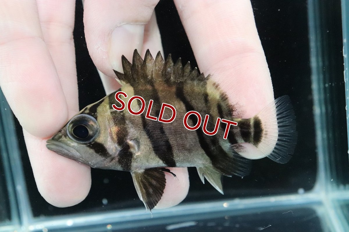 画像1: 【淡水魚】【通販】完品極上個体 No7  ダトニオリアルバンド ワイルド【個体販売】(±7cm)(大型魚)(生体)(熱帯魚)NKO (1)