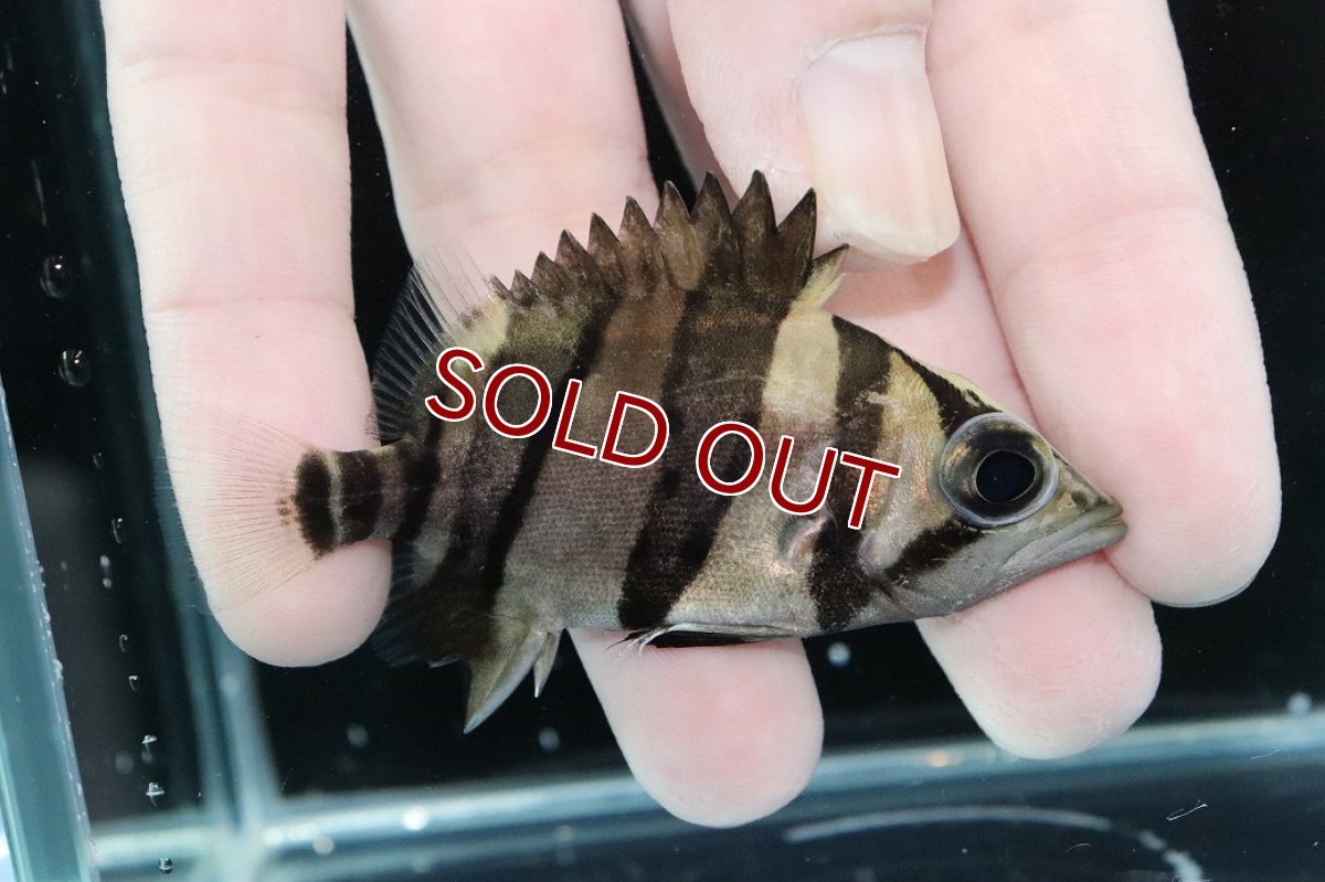 画像2: 【淡水魚】【通販】完品極上個体 No7  ダトニオリアルバンド ワイルド【個体販売】(±7cm)(大型魚)(生体)(熱帯魚)NKO (2)