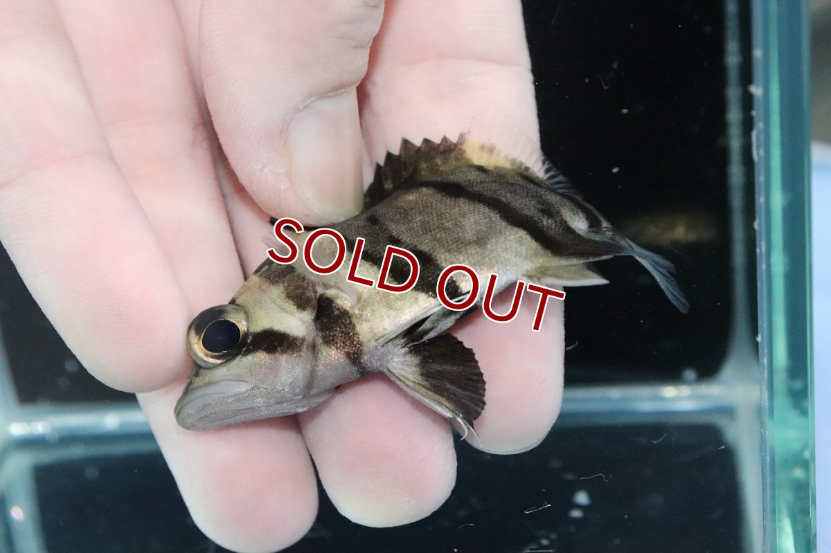 画像3: 【淡水魚】【通販】完品極上個体 No7  ダトニオリアルバンド ワイルド【個体販売】(±7cm)(大型魚)(生体)(熱帯魚)NKO (3)