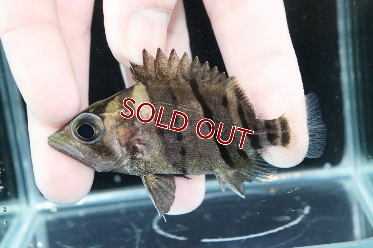 画像1: 【淡水魚】【通販】完品極上個体 No8  ダトニオリアルバンド ワイルド【個体販売】(±7.5cm)(大型魚)(生体)(熱帯魚)NKO (1)