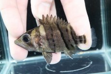 画像1: 【淡水魚】【通販】完品極上個体 No8  ダトニオリアルバンド ワイルド【個体販売】(±7.5cm)(大型魚)(生体)(熱帯魚)NKO (1)