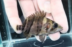 画像2: 【淡水魚】【通販】完品極上個体 No8  ダトニオリアルバンド ワイルド【個体販売】(±7.5cm)(大型魚)(生体)(熱帯魚)NKO (2)