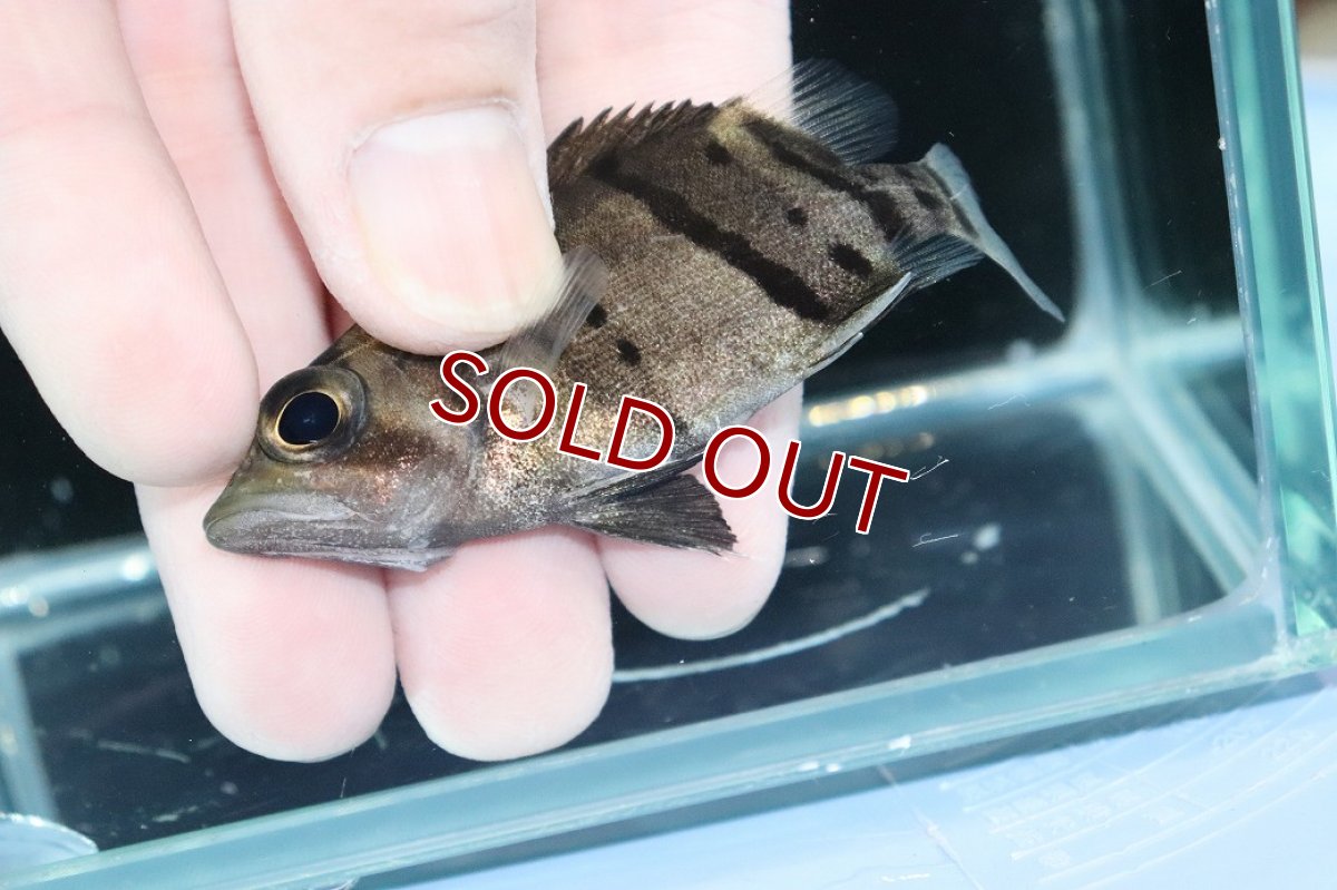 画像3: 【淡水魚】【通販】完品極上個体 No8  ダトニオリアルバンド ワイルド【個体販売】(±7.5cm)(大型魚)(生体)(熱帯魚)NKO (3)