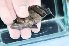 画像3: 【淡水魚】【通販】完品極上個体 No8  ダトニオリアルバンド ワイルド【個体販売】(±7.5cm)(大型魚)(生体)(熱帯魚)NKO (3)