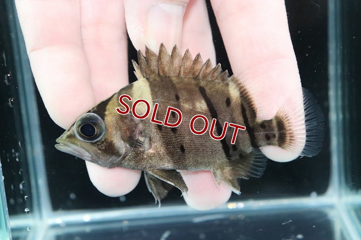 画像1: 【淡水魚】【通販】完品極上個体 No9  ダトニオリアルバンド ワイルド【個体販売】(±8cm)(大型魚)(生体)(熱帯魚)NKO (1)