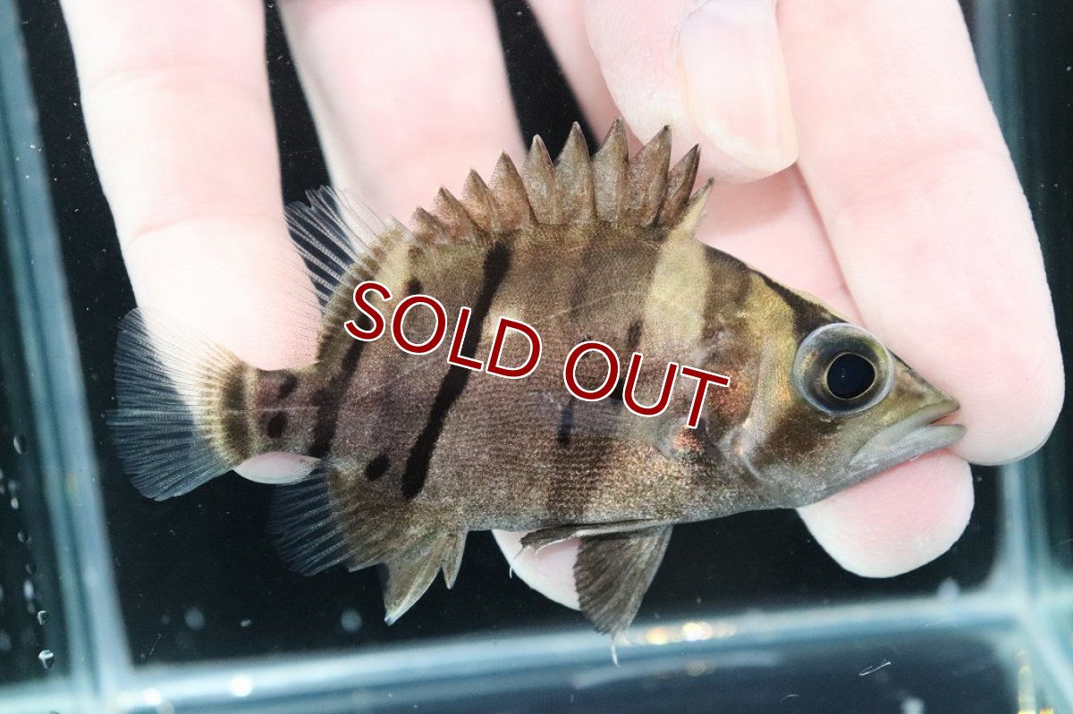 画像2: 【淡水魚】【通販】完品極上個体 No9  ダトニオリアルバンド ワイルド【個体販売】(±8cm)(大型魚)(生体)(熱帯魚)NKO (2)