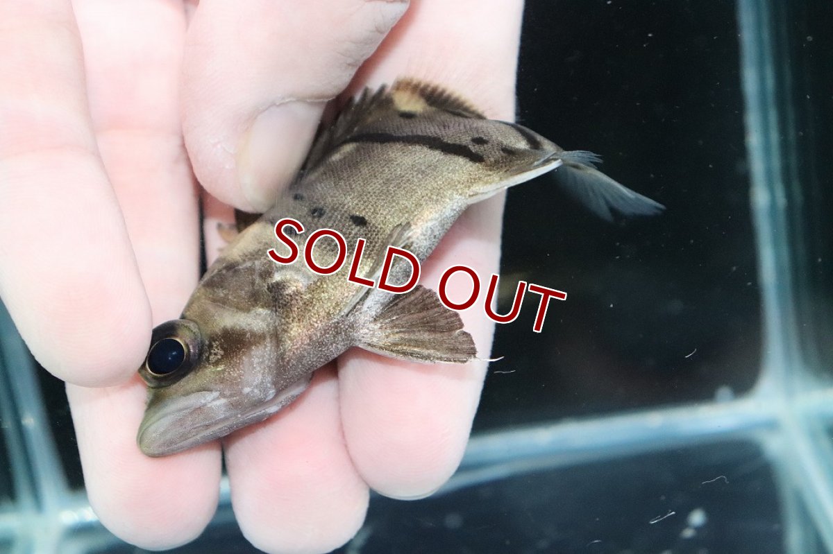 画像3: 【淡水魚】【通販】完品極上個体 No9  ダトニオリアルバンド ワイルド【個体販売】(±8cm)(大型魚)(生体)(熱帯魚)NKO (3)