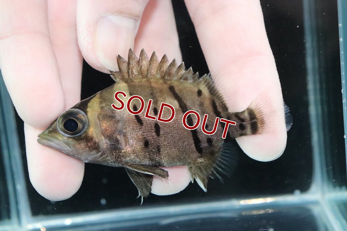 画像1: 【淡水魚】【通販】完品極上個体 No10  ダトニオリアルバンド ワイルド【個体販売】(±7.5cm)(大型魚)(生体)(熱帯魚)NKO (1)