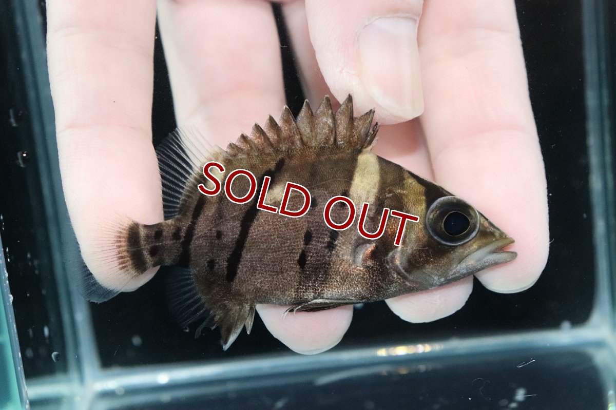 画像2: 【淡水魚】【通販】完品極上個体 No10  ダトニオリアルバンド ワイルド【個体販売】(±7.5cm)(大型魚)(生体)(熱帯魚)NKO (2)