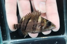 画像2: 【淡水魚】【通販】完品極上個体 No10  ダトニオリアルバンド ワイルド【個体販売】(±7.5cm)(大型魚)(生体)(熱帯魚)NKO (2)